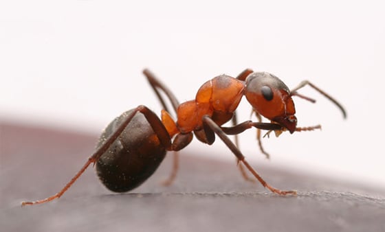 Ant management service