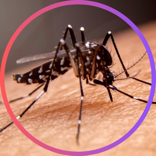 Mosquito control services