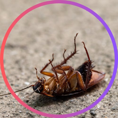 Pest control services