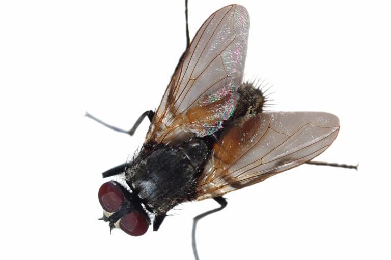 Fly management and control