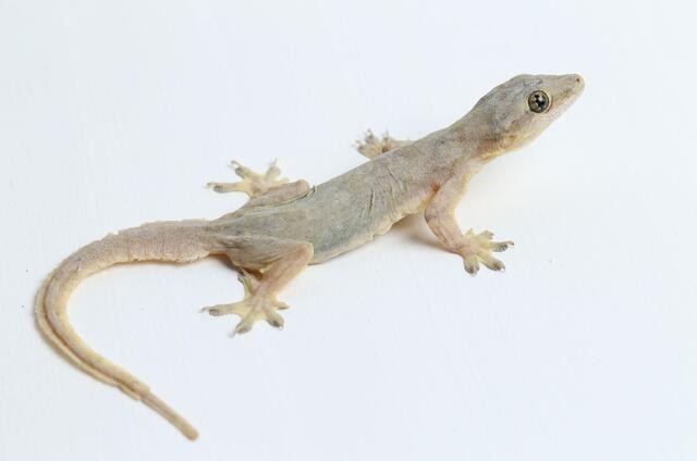 Lizard management and control