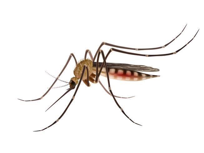 Mosquito management and control