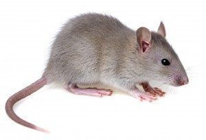 Rodent management and rat control