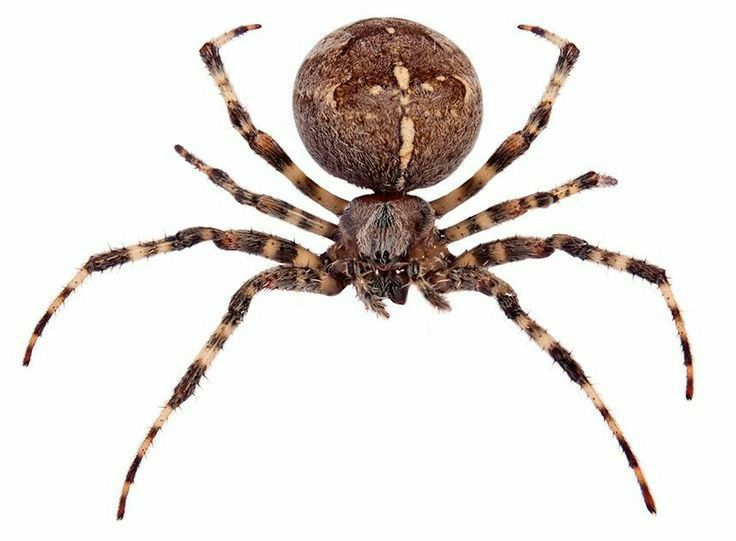 Spider management and control