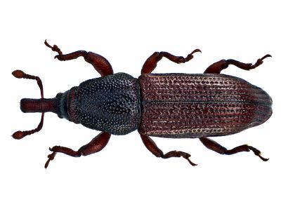 Wood borer beetle treatment