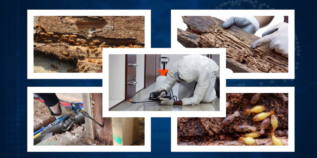 Termite damage and termite management